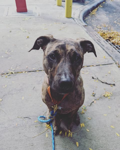 A staffy/mix dog with a brindle coat, sitting on a sidewalk and looking up into the camera.
